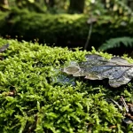 Hogyan működik a földgázcsere hogyan-mukodik-a-foldgazcsere.webp.webp